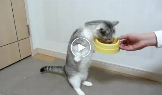 Кот который ест стоя