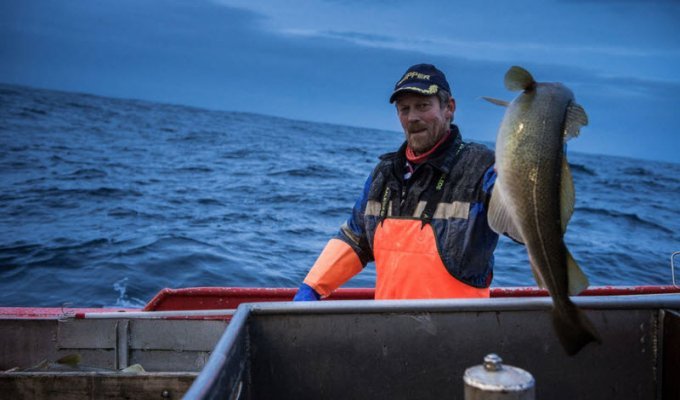 Как ловят рыбу в Норвегии (27 фото)