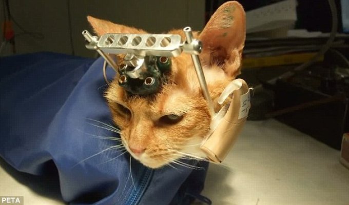 Британских ученых уличили в жестоких экспериментах над котятами (6 фото)
