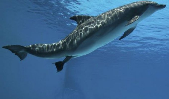 Рождение дельфина (5 фото)