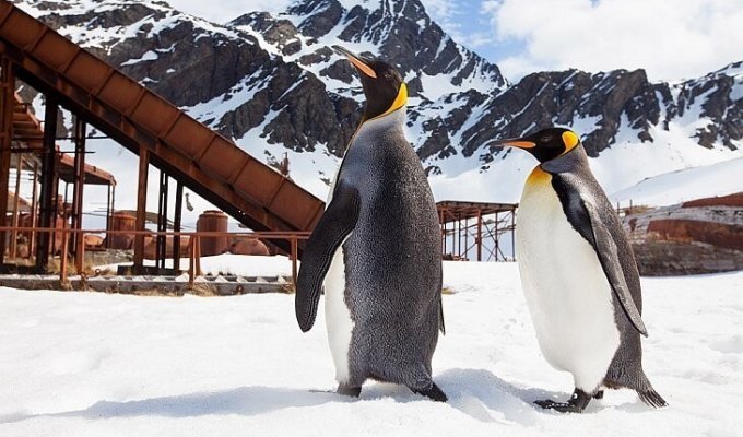 Пингвины в Антарктиде (26 фото)