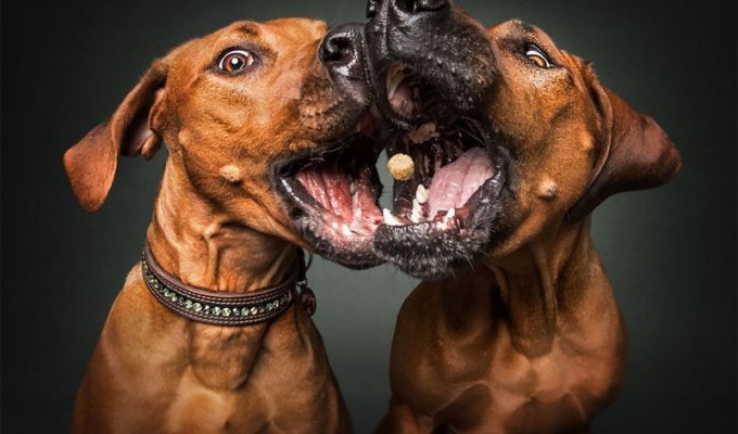 Забавные эмоции собак, которые ловят лакомства (19 фото)