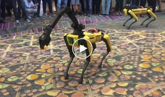Робот-пес Spot от Boston Dynamic играет с немецкой овчаркой