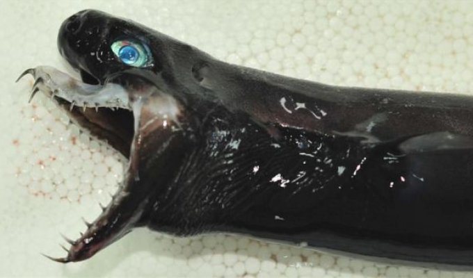 В Тихом океане выловили редких акул-гадюк (2 фото)