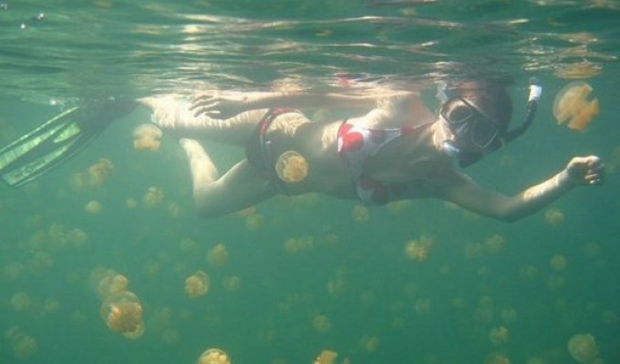 Озеро с медузами (19 фотографий)