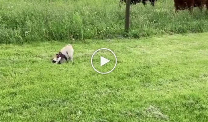 Любопытные коровы испугали играющего на лужайке мопса