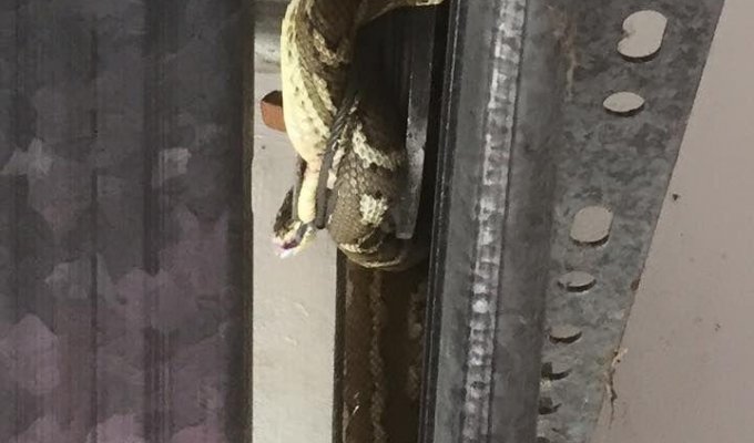 Змея выжила после того, как ее намотало на шкив гаражных ворот (3 фото)