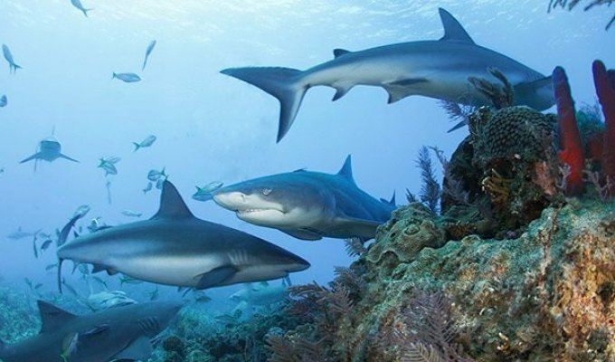 Сумасшедшие факты об акулах, которые вам могут быть интересны (26 фото)