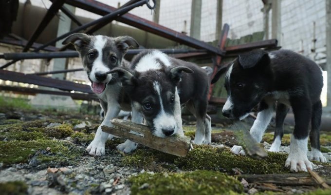 200 щенков из Чернобыля переезжают в США (1 фото)