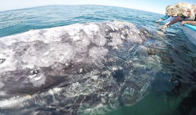 Сказочная Мексика: 14-метровая самка серого кита позволила туристам погладить себя (3 фото + 1 видео)
