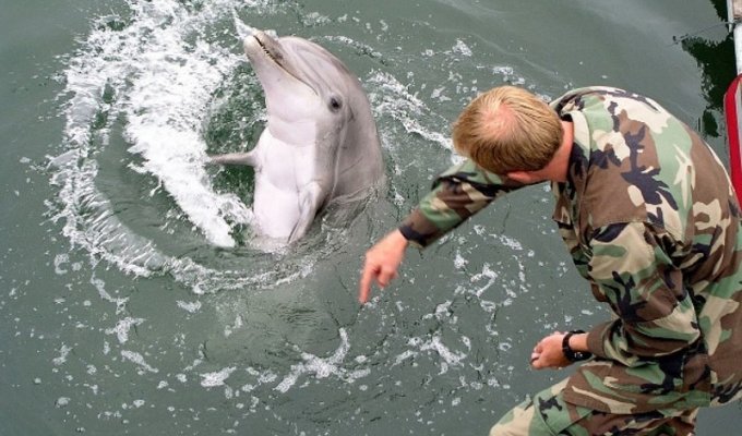 Как готовят боевых дельфинов (8 фото)