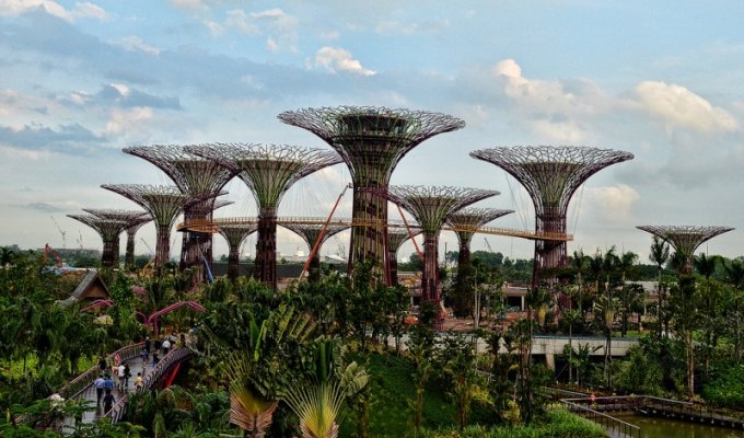 Супер-деревья Сингапура (11 фото)