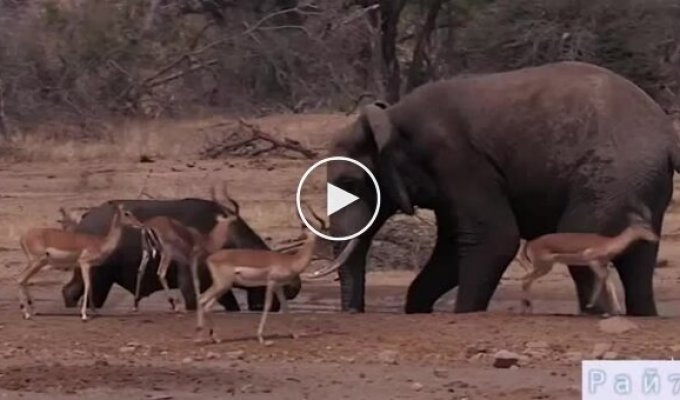 Стычка слона с буйволом за водоем была снята в африканском заповеднике