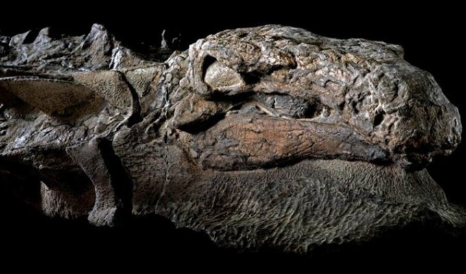 Канадские шахтеры нашли 110-летнюю "мумию" динозавра (6 фото)