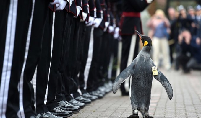 В Шотландии пингвин получил военный орден и стал полковником (4 фото + 1 видео)