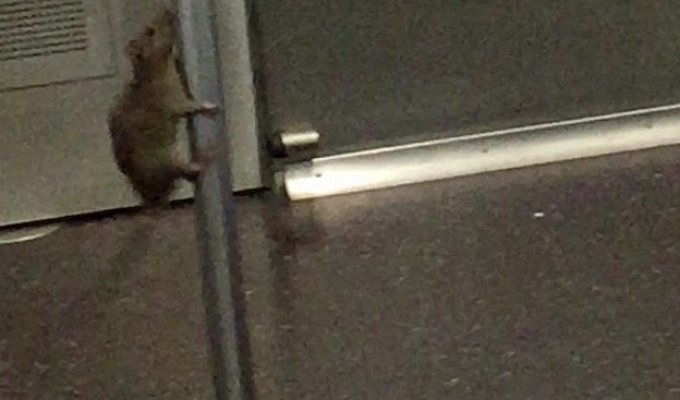 Время вечеринки! Крыса в нью-йоркском метро станцевала танец на шесте на глазах у пассажиров (8 фото + 1 видео)