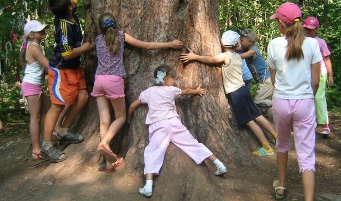 Почему деревья старше 150-200 лет встречаются только под культурным слоем (19 фото)