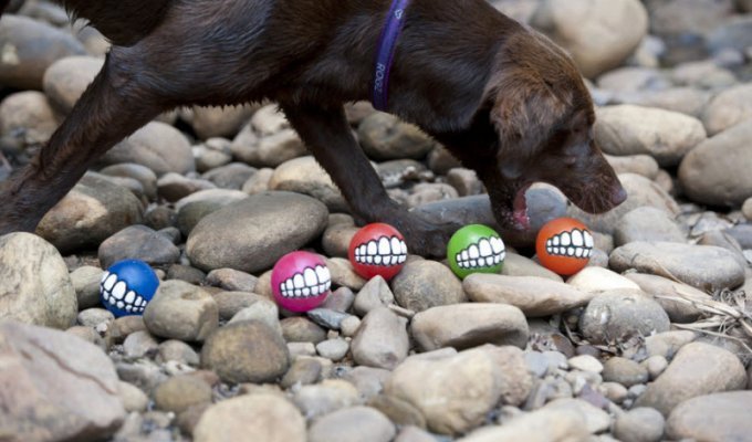Мячики для собак Rogz Grinz (9 фото)
