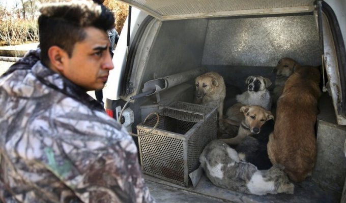 В Тегеране запретили гулять с собаками (4 фото)