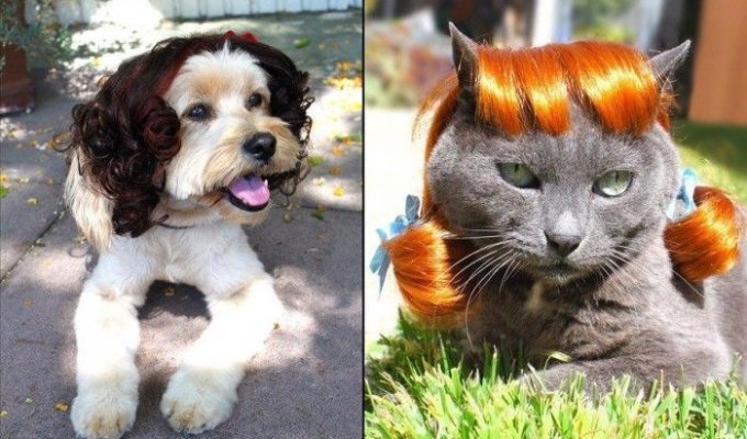 Модные парики для домашних животных (15 фото)