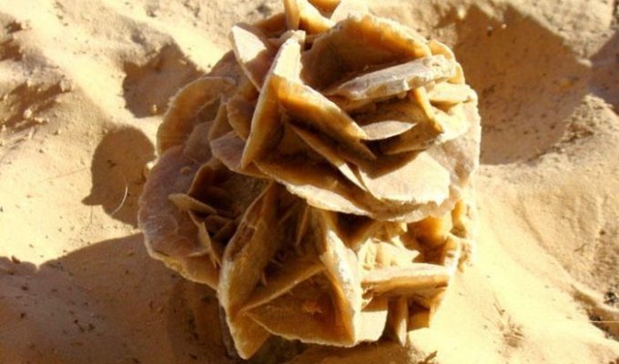 Экзотический сувенир – кристалл «роза пустыни» (11 фото)