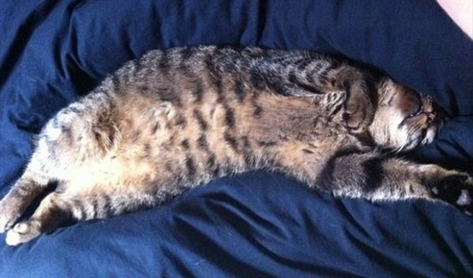 У кошек самый крепкий сон (17 фото)