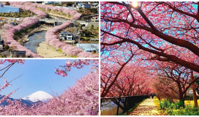 В этом японском городе уже расцвела сакура! (11 фото)