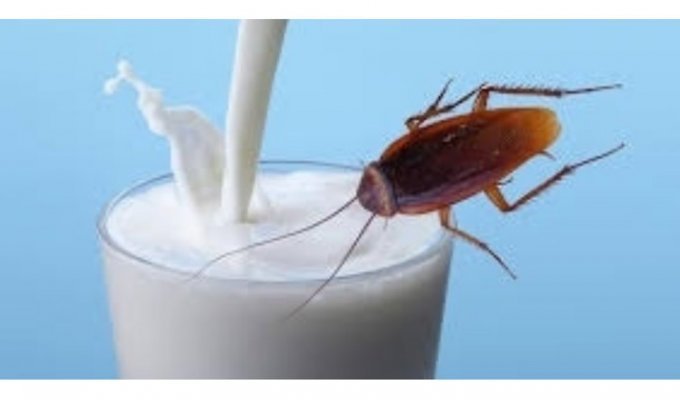 Вот это поворот: молоко тараканов оказалось полезнее коровьего (2 фото + 1 видео)