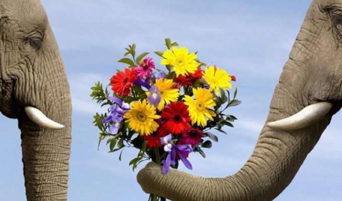 11 фото ко дню защиты слонов