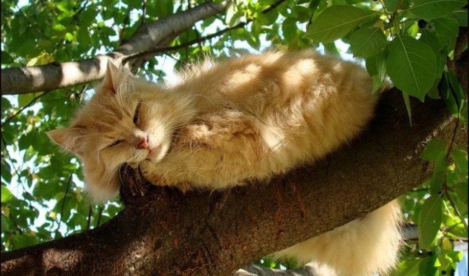 Коты очень любят лазить по деревьям (20 Фото)