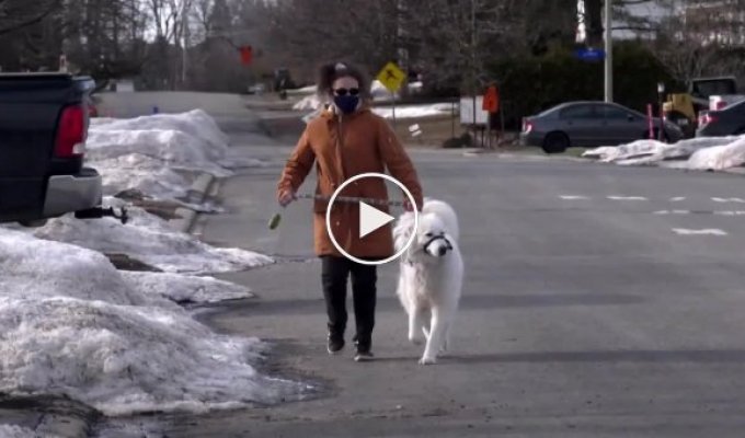 Верная собака остановила движение, чтобы спасти жизнь своей хозяйке