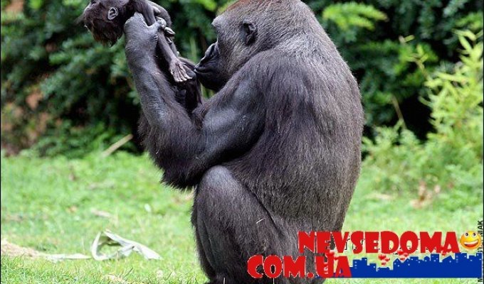  Трагедия гориллы Ганы (3 фото)