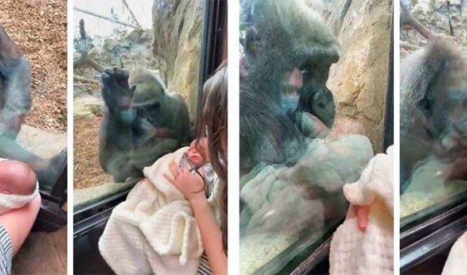 Невероятный момент: горилла очарована человеческим потомством (3 фото + 1 видео)
