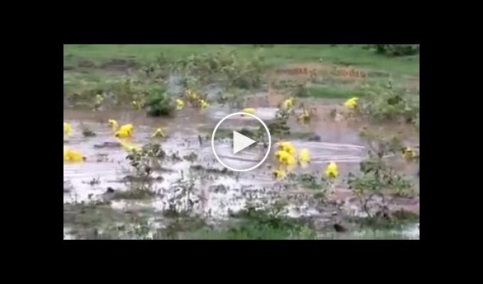 Кислотные лягушки в Индии после дождей