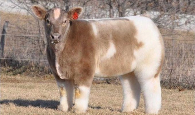 Плюшевые красавицы-коровы из Айовы (9 фото)