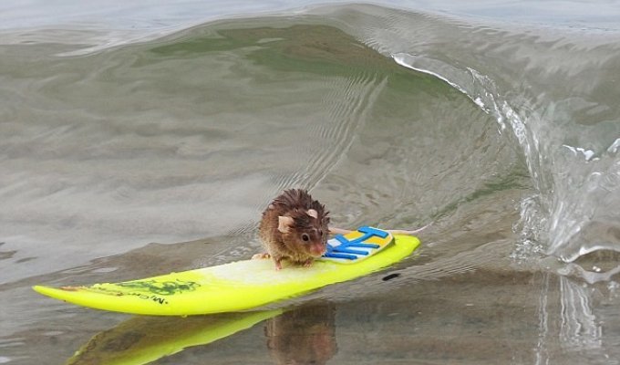 Мышка-серфингист (4 фото + видео)