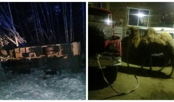 Верблюда Славика восемь часов спасали из ДТП под Иркутском (3 фото + 1 видео)