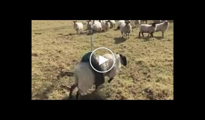 Овца и качели