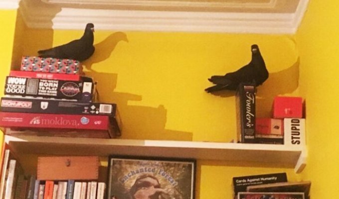 Британка обнаружила у себя дома двух голубей, и эти ребята повели себя как незваные гости 100 уровня (12 фото)