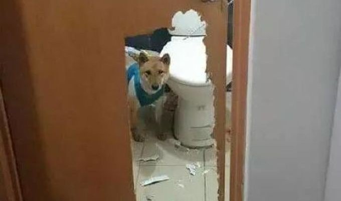 Запереть собаку в туалете было не самой лучшей идеей (3 фото)