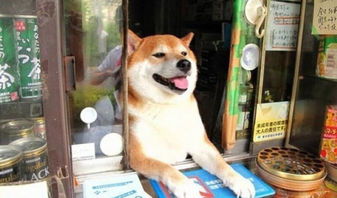 Японская собака, которая стала продавцом в киоске (6 фото + 1 видео)