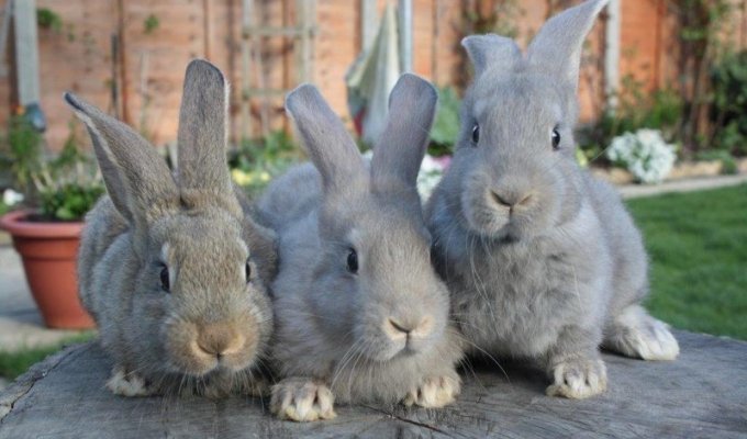 Кролики (1 фото)