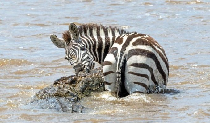 Храбрая зебра спаслась от крокодила (6 фото)