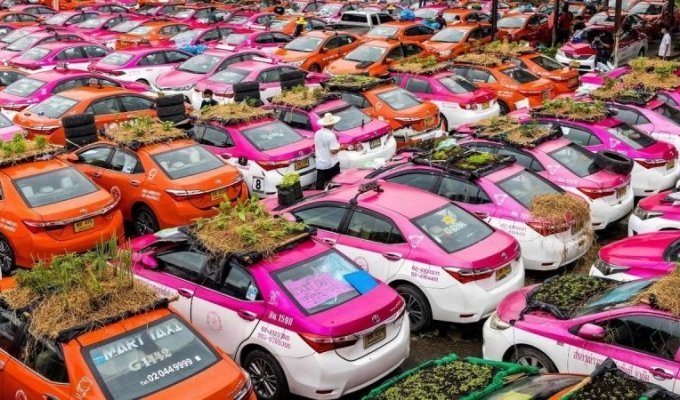 Простаивающие тайские такси становятся зелеными мини-огородами (8 фото)