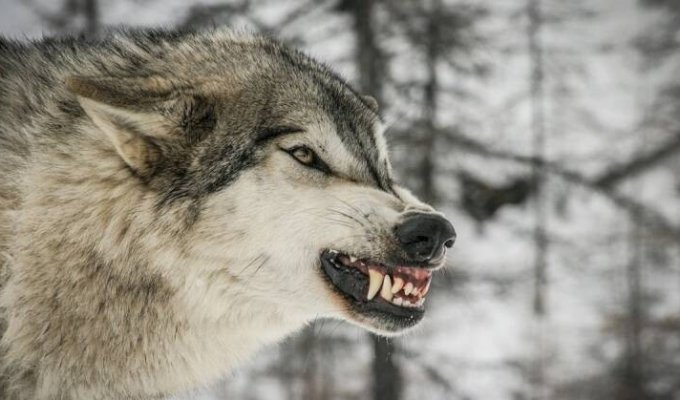 В Подмосковье пойман и помещен в приют пугающий людей волк (5 фото)