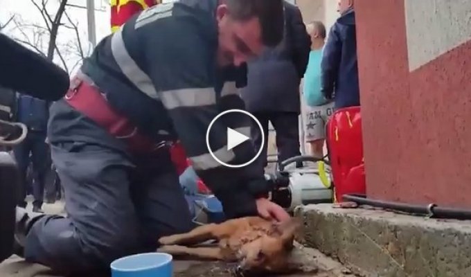 В Румынии пожарный спас собаку, отравившуюся угарным газом
