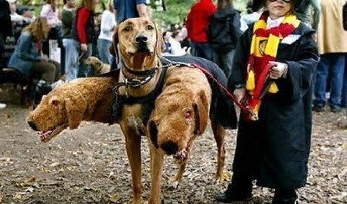 Забавные костюмы для собак (25 фотографий)