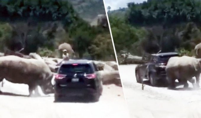 В мексиканском сафари-парке носорог попытался перевернуть внедорожник с туристами (4 фото + 1 видео)