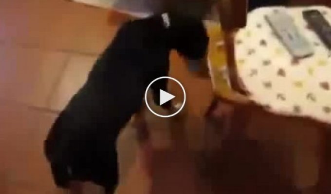 Собака не любит Берлускони