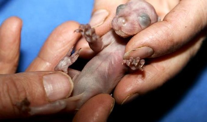 Новорожденный опоссум (3 фото)